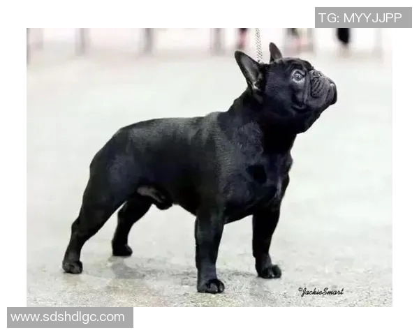 足球明星绰号斗牛犬的传奇故事与赛场风采揭秘 足球明星绰号斗牛犬的传奇故事与赛场风采揭秘